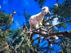 goats on trees